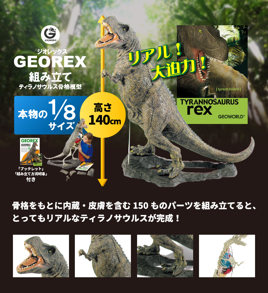 Georex 組み立てティラノサウルス骨格模型 おもちゃ 知育玩具 大阪 趣味 コレクション 趣味 コレクション フィギュア そのまんま通販 特産品ギフトを産直お取り寄せ